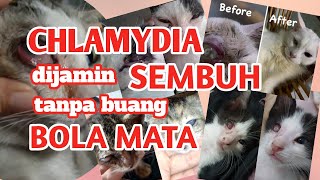 CARA MENGOBATI SENDIRI KUCING CHLAMYDIA  edisi khusus  Fie fie Jo [upl. by Malda429]