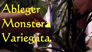 Monstera deliciosa Variegata vermehren Steckling Ableger machen  Rooting a Monstera Deliciosa [upl. by Nerita]