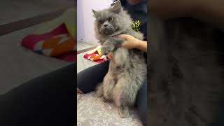 Jessie dances to APT music song pop lyrics cover cat meaow catlover meowmoew catmeow apt [upl. by Eahsram568]