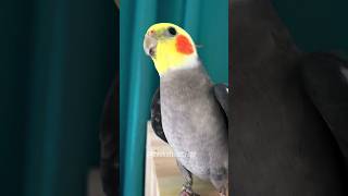 Cockatiels Adorable Singing Showcase  YTShorts Musical Moments [upl. by Enella]