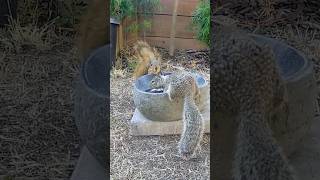 The last heat wave of the year is bringing more friends to the water bowl 😍 possum squirrel [upl. by Latsyrk]