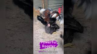 roosterhenanimalstrendingyoutubeshorts [upl. by Iila]