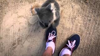 The moment this baby koala climbs up and cuddles cameraman [upl. by Trainer]