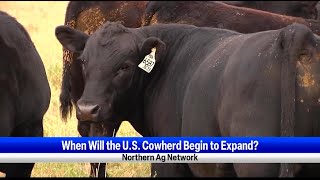 When Will the US Cowherd Begin to Expand [upl. by Anidene]