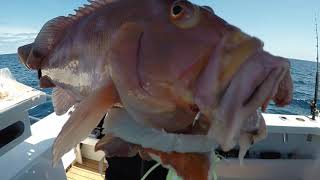 Berserker Meathead Jigs hitting the Baldchin Groper honey hole out from Two Rocks Western Australia [upl. by Letram]