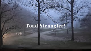 Toad Strangler [upl. by Acina]