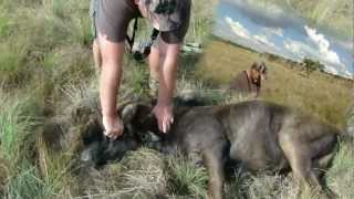 YOUTUBE Extreme Muzzleloader Hunt in Africa  Wounded Blackwildebeest attacks hunter [upl. by Savick]