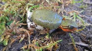 Asian Bigheaded Turtle Platysternon megacephalum Hatches from Egg [upl. by Wei349]