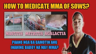 HOW TO MEDICATE quotMMAquot OF SOWPAANO BA GAMOTIN ANG INAHING BABOY NA MAY MMA [upl. by Wallack]