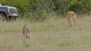 Cheetah defends her cubs against a Lion [upl. by Nancie]