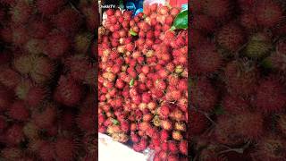 Rambutans the taste of province rambutan fruits shorts [upl. by Dlorej]