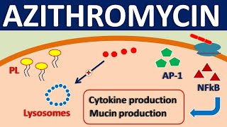 Azithromycin  Mechanism side effects precautions amp uses [upl. by Doralin]