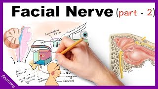 Facial Nerve Anatomy Simplified Part 2 [upl. by Ahseyd952]