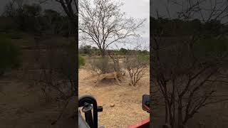 Male Lions chase buffalo in front of vehicle  Lion Sands Game Reserve  Sabi Sand Nature Reserve [upl. by Peckham168]