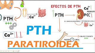 Hormona Paratiroidea PTH [upl. by Htelimay306]