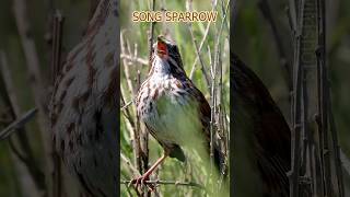 3 Nostalgic Backyard Bird Songs [upl. by Rogers]