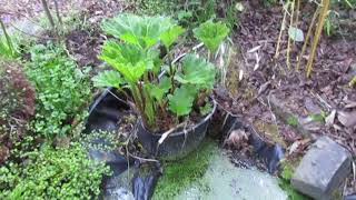 Hardy Jungle Like Perennial Gunnera manicata [upl. by Couture]