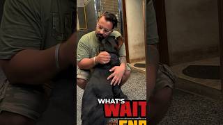 Wife Attacked By Rottweiler Aggressive Rottweiler Dog Bubzee Attack On Family shorts rottweiler [upl. by Boatwright868]