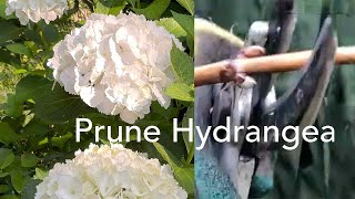 How to Prune Mophead Hydrangea Big Leaf Hydrangea or Lacecap Hydrangeas [upl. by Airec]