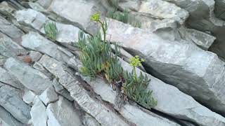 Smilje  motar lat Crithmum maritimum [upl. by Artima]