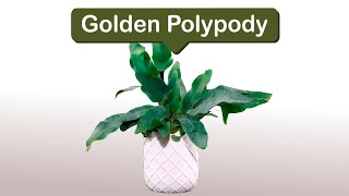 Golden Polypody [upl. by Enilegnave35]