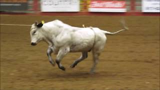 Fort Worth TX Stockyards Rodeo Rink opens Nov 20 [upl. by Bassett]