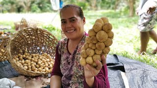 Camiguin Lanzones Harvest Season  Ponciano Farms Sagay Camiguin [upl. by Araccat]