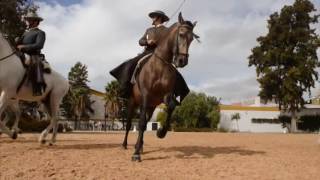 Cómo bailan los caballos andaluces [upl. by Billat]