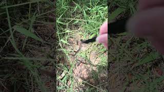 Handling a “smooth earth snake” shorts nature snake [upl. by Anirehc]