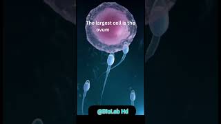 Natural fertilization process  PIVF Sperm and Ovum Fusion cell biology online class [upl. by Raynell]