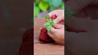 Tutorialthis is how to plant fittonia in a lava rock moss diy terrarium [upl. by Imeka469]