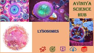 Lysosomes PART 10protein sorting and transport cell biology [upl. by Durwood]