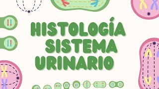 Histología del Sistema Urinario Estructura y Función [upl. by Lanahtan325]