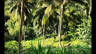 Mombasa Grass and Mulato Ⅱ Grass  Cuttings for sale [upl. by Ferna]