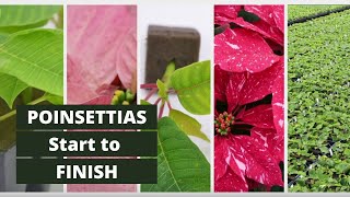 Poinsettias  Start to Finish  Lucas Greenhouses [upl. by Enehs]