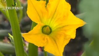 Comment polliniser des fleurs de courgette   Truffaut [upl. by Tewfik342]