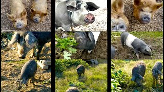 Glückliche Schweine sagen quotHalloquot Von Oink bis Grunz mit KunekuneSchwein Wollschwein  Sortbroget [upl. by Elleirua429]