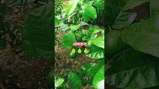 agricultural gardning gardenflowers आम farming ‎Pkfarmingtips totalgaming freefiermax [upl. by Yoreel818]