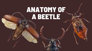 Learn About Beetle Body Parts  Insect Morphology [upl. by Connie]