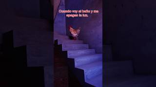 Soy el gallo valiente gallos mascotas funnyshorts [upl. by Sirahs928]