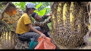 Spray video of the process of exploiting forest honey living with nature [upl. by Kling]