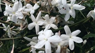 Growing Winter Jasmine Jasminum polyanthum [upl. by Jerry]