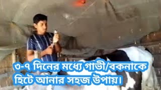 chorulon 1500 iuকরোলন ১৫০০ আই ইউ ইনজেকসন গরুর হিটে আনার ইনজেকসন veterinary medicine and trips1 [upl. by Lletnohs991]