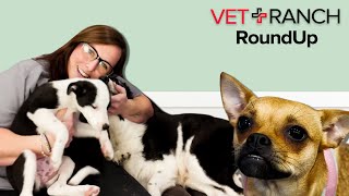 Meet April a Vet Tech on Vet Ranch RoundUp [upl. by Godrich]