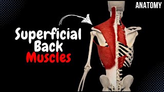 Superficial Back Muscles Division Origin Insertion Function [upl. by Fogg190]