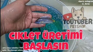 CİKLET BALIĞI ÜRETİMİ BAŞLASIN [upl. by Amir23]