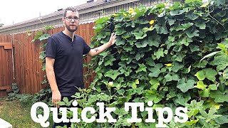 How to Grow a Luffa Plant [upl. by Clinton170]