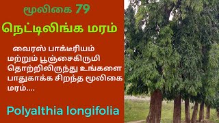 நெட்டிலிங்க மரம் மருத்துவ பயன்கள்nettilinga treePolyalthia longifolia [upl. by Onibag]