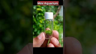 Making a bottle terrarium  How tobuild a terrarium in a Tiny Glass Bottleterrarium shorts viral [upl. by Vtehsta]