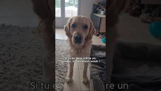 Fier dêtre un goldinou 😊🥰🐶🐾chien goldenretriever puppycute funnygoldenfiere wouf trending [upl. by Einatirb682]